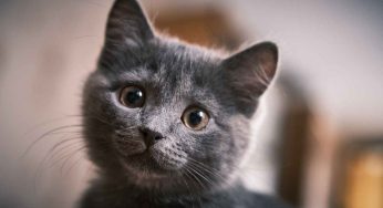 Se anche tu hai un gatto in casa, devi sapere questa cosa che sconvolgerà la tua mente